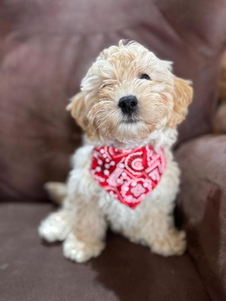 Maltipoo pup, Dieren en Toebehoren, Honden | Chihuahua's en Gezelschapshonden, Reu, Overige rassen, Particulier, Eén hond, Nederland