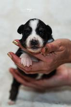 Australian Shepherd Pups, Dieren en Toebehoren, Fokker | Hobbymatig, 15 weken tot 1 jaar, Overige rassen, Buitenland