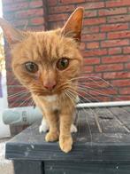 Kat, Ophalen of Verzenden