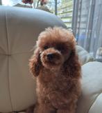 Echt Rood klein Toy poedel  reutje met fci stamboom getest!, Reu, 1 tot 2 jaar, Parvo, Eén hond
