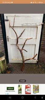GEZOCHT!!  Stam met takken ongeveer 2 meter hoog, Tuin en Terras, Planten | Bomen, Ophalen, Overige soorten