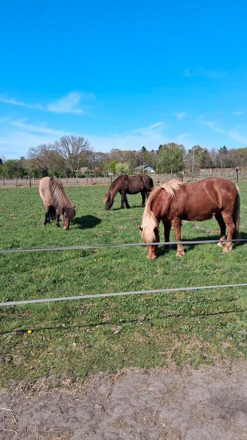 GEZOCHT: WEIDEHULP IN WAGENINGEN, Dieren en Toebehoren, Stalling en Weidegang