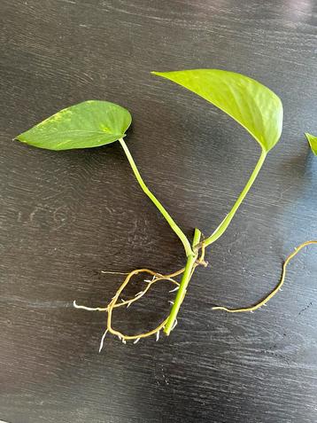 Gewortelde philondendron stekjes beschikbaar voor biedingen