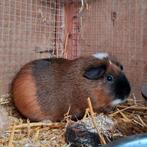 Cavia (mannetje), Dieren en Toebehoren, April, Mannelijk, Cavia