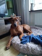Rhodesian Ridgeback Reu 5 jaar met stamboom, Nederland, Rabiës (hondsdolheid), Eén hond, Fokker | Professioneel