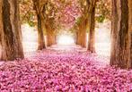 93 Roze Bloemenpad Vlies Fotobehang 350x250cm in 3 maten XXL, Huis en Inrichting, Stoffering | Behang, Grijs, Minder dan 10 m²