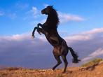 STALLING MET VOLPENSION AANGEBODEN, Stalling, 4 paarden of pony's of meer