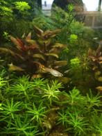 Guppies man/vrouw, Vis