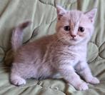 Britse korthaar😻, Dieren en Toebehoren, Katten en Kittens | Raskatten | Korthaar, Meerdere dieren, Gechipt, 0 tot 2 jaar