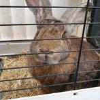 Konijn Vlaamse reus ( is al gecastreerd) en cavia, Dieren en Toebehoren, Konijnen, Mannelijk, Groot, 0 tot 2 jaar