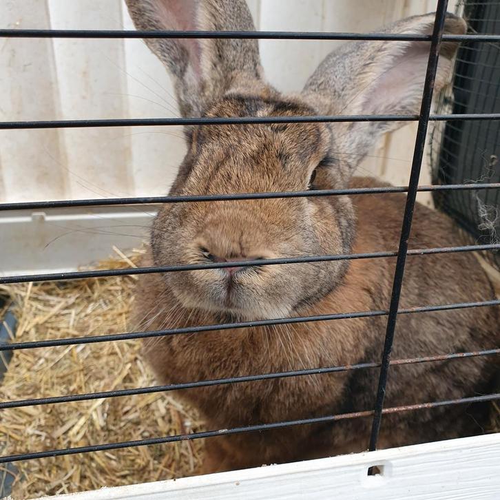 Konijn Vlaamse reus ( is al gecastreerd) en cavia, Dieren en Toebehoren, Konijnen, Groot, Mannelijk, 0 tot 2 jaar