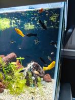 Mollys en platys, Dieren en Toebehoren, Vissen | Aquariumvissen, Vis, Zoetwatervis, Schoolvis