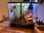 Ingericht Terrarium met 2 rouwgekko’s, Dieren en Toebehoren, Reptielen en Amfibieën | Toebehoren, Ophalen, Zo goed als nieuw, Terrarium of Paludarium
