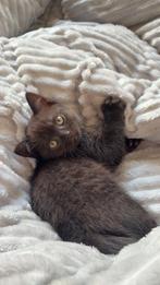 Britse korthaar 4maanden oud, Dieren en Toebehoren, Katten en Kittens | Raskatten | Korthaar, Kater, Ontwormd, 0 tot 2 jaar