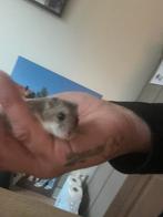 Dwerghamster, Dieren en Toebehoren, Knaagdieren, Hamster, Geslacht onbekend, Januari, Tam