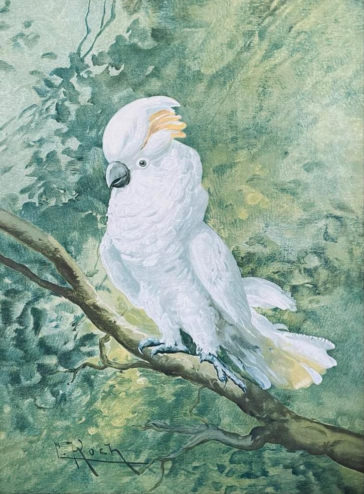 Kaketoe op Tak, Antiek en Kunst, Kunst | Tekeningen en Foto's, Ophalen of Verzenden
