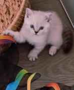 Brits/Britse Korthaar kitten met stamboom+eigendomsbewijs., Dieren en Toebehoren, Kater, Gechipt
