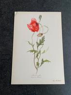 10 prenten  bloemen/planten 16,5x24 samen 20 euro oa papaver, Antiek en Kunst, Ophalen of Verzenden, Natuur en Biologie