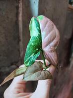 Syngonium redspot tricolor, Ophalen, Overige soorten, Minder dan 100 cm