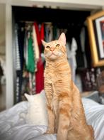 Loving cat needs a new home - free, Dieren en Toebehoren, Katten en Kittens | Overige Katten, Kater, Kortharig, 3 tot 5 jaar