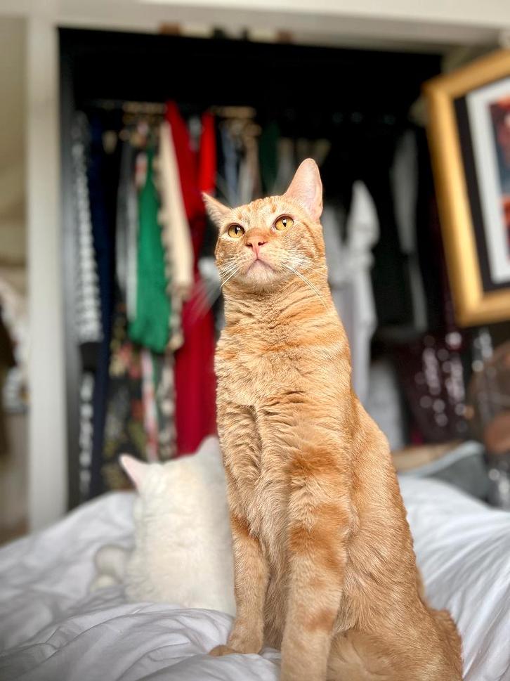 Loving cat needs a new home - free, Dieren en Toebehoren, Katten en Kittens | Overige Katten, Kortharig, Kater, 3 tot 5 jaar