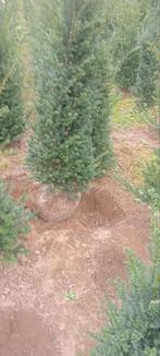 Taxus bacc., Ophalen, Taxus, Minder dan 100 cm