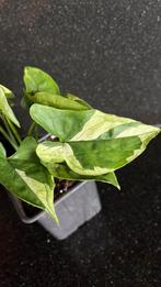 Syngonium Eclipse, Ophalen of Verzenden, Halfschaduw, Minder dan 100 cm