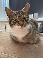 Lieve poes zoekt gouden mand