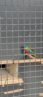 Vogels, Dieren en Toebehoren, Vogels | Overige Vogels, Meerdere dieren