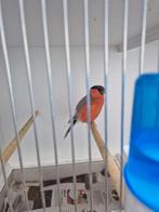 Koppel pastel noorse goudvinken, Dieren en Toebehoren, Vogels | Overige Vogels, Meerdere dieren, Wildzangvogel