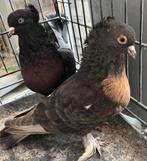 Takla, Meerdere dieren, Tuimelaar of Roller