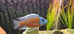 Copadichromis Borleyi Red Kadango Malawi Cichliden, Dieren en Toebehoren, Vis, Zoetwatervis