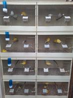 Mooie sterke gele en bonte kanaries van buiten, Dieren en Toebehoren, Vogels | Kanaries, Meerdere dieren, Kleurkanarie