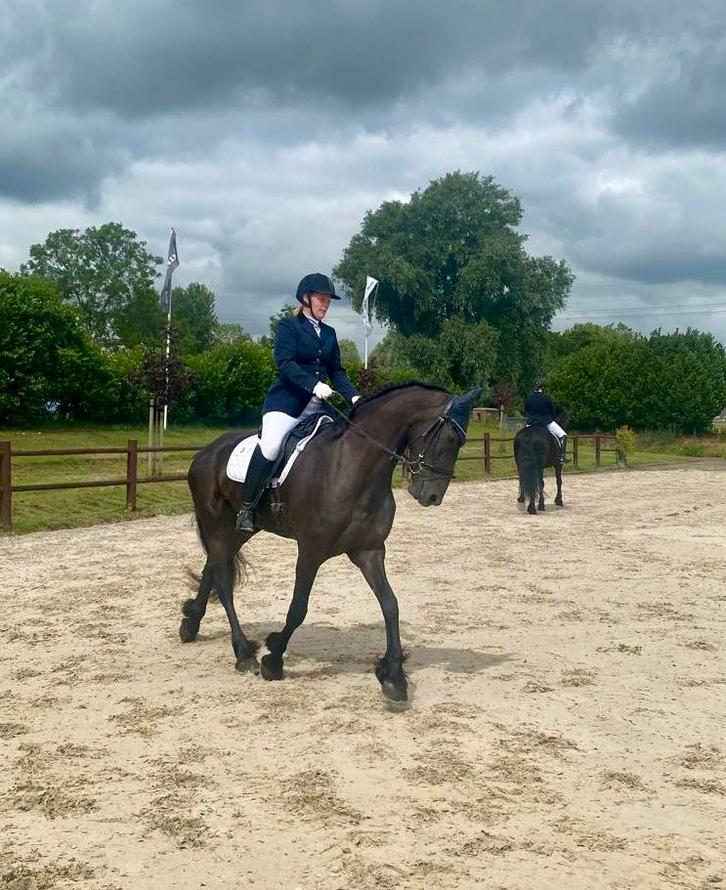 Lieve friese merrie, Dieren en Toebehoren, Paarden, Merrie, Dressuurpaard