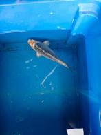Japanse koi, Dieren en Toebehoren, Vissen | Vijvervissen, Karper of Koi