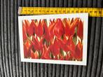 477. Kaart rode Tulp, Ophalen of Verzenden, Ongelopen