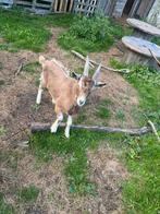 Toggenburger dekbok te huur, Dieren en Toebehoren, Schapen, Geiten en Varkens, Geit