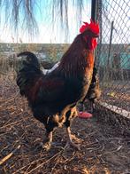 Haan Marans Koperhals, Dieren en Toebehoren, Mannelijk, Kip