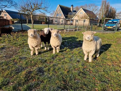 Ryeland ooitjes, Dieren en Toebehoren, Schapen, Geiten en Varkens, Schaap, Vrouwelijk, 0 tot 2 jaar