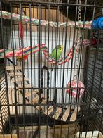 Lieve, redelijk tamme grasparkiet met kooi, Dieren en Toebehoren, Vogels | Overige Vogels, Mannelijk