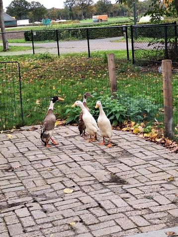 Loopeenden 4 stuks beschikbaar voor biedingen