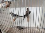 Blauwe F1’s(Kapoetsensijs man X raza pop), Dieren en Toebehoren, Vogels | Overige Vogels, Mannelijk, Wildzangvogel