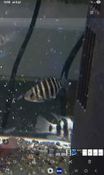 Tilapia, Dieren en Toebehoren, Vis