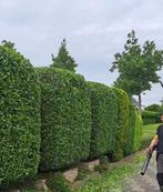 Hovenier / tuinman aangeboden !, Ophalen, Zomer, Volle zon, Overige soorten