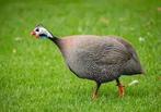 Te koop of ruilen tegen een vrouw, Dieren en Toebehoren, Pluimvee, Vrouwelijk, Eend
