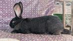 Duitse Reus Blue Sable, Meerdere dieren, Groot