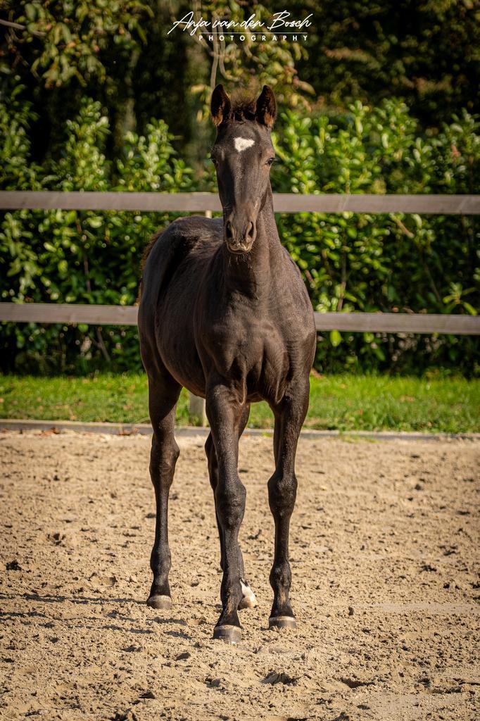 ZWART merrie veulen Glasgow x Indoctro, Dieren en Toebehoren, Paarden, Merrie, Niet van toepassing, 0 tot 2 jaar, Springpaard