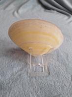 Zeldzame schelp, Ophalen of Verzenden, Schelp(en)