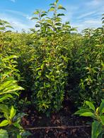 Portugese Laurier 100/120 cm - Prunus lusitanica, Tuin en Terras, Planten | Struiken en Hagen, Ophalen, Laurier, Haag, 100 tot 250 cm