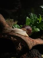 Jonge Lissachatina Fulica (te koop), Dieren en Toebehoren, Overige soorten, 0 tot 2 jaar